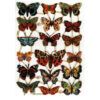 Pack 4 láminas cromos de picar. Mariposas