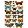 Pack 4 láminas cromos de picar. Mariposas