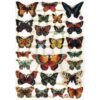 Pack 4 láminas cromos de picar. Mariposas